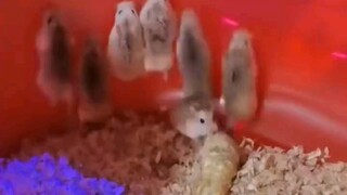 第一次遇见happy鼠(－ｏ⌒)好可爱