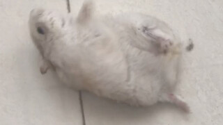 หนูแฮมสเตอร์อ้วนที่ไม่สามารถพลิกตัวได้หลังจากถูกพ่อให้อาหารเหมือนหมูเนื่องจากเขาไม่อยู่บ้านนานครึ่งเ