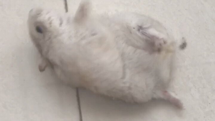 Hamster gendut yang tidak bisa membalikkan badan setelah diberi makan seperti babi oleh ayahnya kare