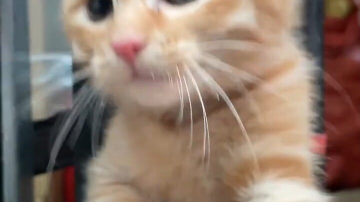 Xiao Mi: Hey there, I already have an owner, but I can still play with you!