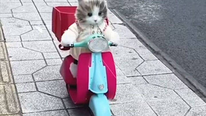 “แมวน้อยอาจจะโง่ แต่แมวน้อยน่ารักมากเลยนะ”