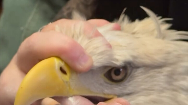 Memangkas kuku dan paruh untuk si Ayam Jantan