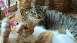Recreate a windowsill cat bed for your furry friends