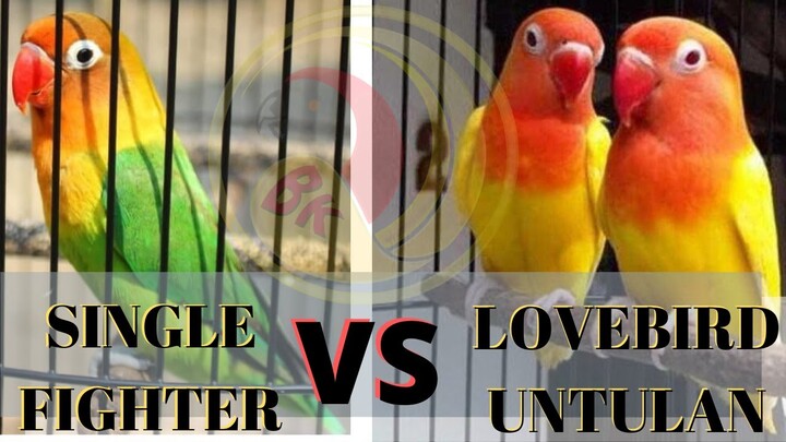 PILIH MANA SETTINGAN SINGLE FIGHTER ATAU SETTINGAN UNTULAN