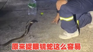原来捉眼镜蛇这么容易！网友：试试就逝世