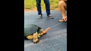 เพิ่งรู้ว่าเต่าดุขนาดนี้🤣