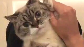 Menelepon sebentar, meong meong meong?