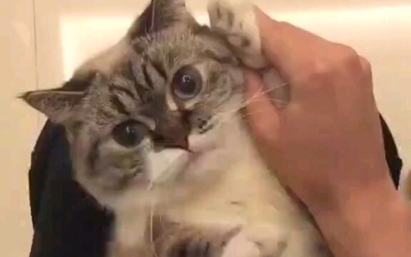 打个电话 喵喵喵?