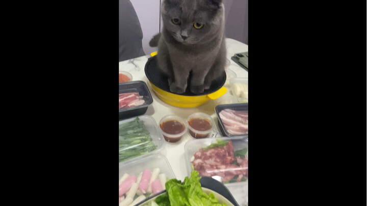 Charcoal-grilled Blue Cat (Scored again, bro!