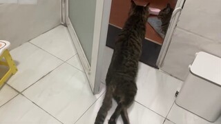 Anak kucing itu terus mengeong ketika aku jongkok di toilet. Aku memarahinya beberapa kali dan anak 