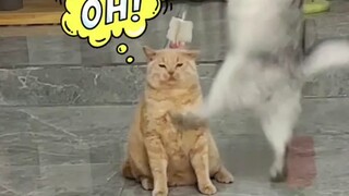 Nasib Si Oyen 🥲