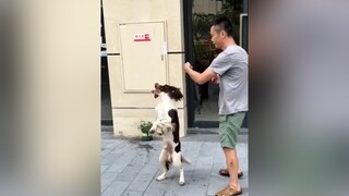 :)) Theo dõi  xem video cún yêu nha meo meocute yeumeo yeudongvat dethuong anuong cunyeu
