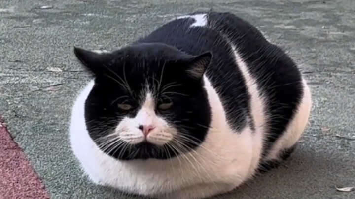 ทำไมแมวถึงหน้าตาแปลกขนาดนี้!