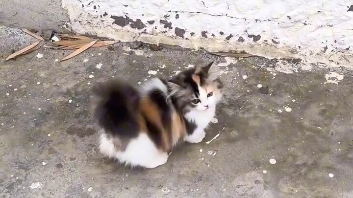 Buruan sebelum kehabisan, tiga gadis cantik Sanhua
