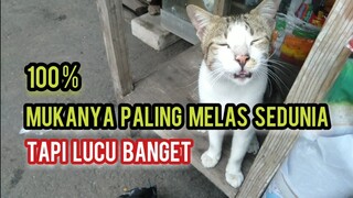 Kucing Jantan Minta Makan Meong-Meong Gak Ketulungan Aku Ajak Kerumah Malah Gak Mau Ini Penyebabnya