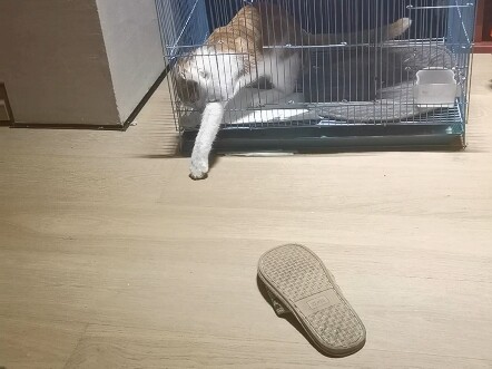 แม่ถามว่าทำไมเขาถึงออกมาได้แม้จะถูกขังไว้ ต้องให้เขาสาธิตให้ดูสักหน่อยเลย