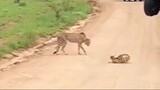 Cheetah and what is the other cat