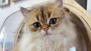 Còn thành viên nữa trong gia đình, hãy cho tôi thêm lời khuyên đi!