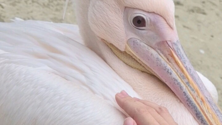 Anh ấy để người ta sờ đấy! Anh ấy để người ta sờ!