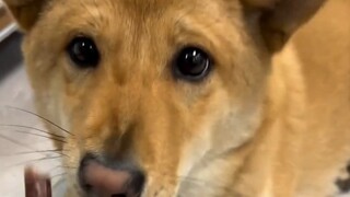 The Chinese native dog is really not guarding its food, what a good dog!