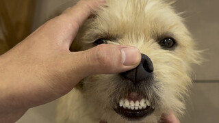 Finally, the mystery behind the common-looking stray dog's origins will be revealed!