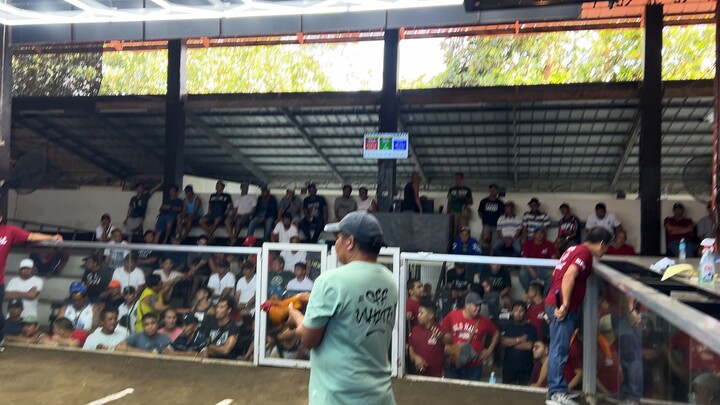 WIN‼️1st Fight - 2 Stag Derby Champ🏆🏆