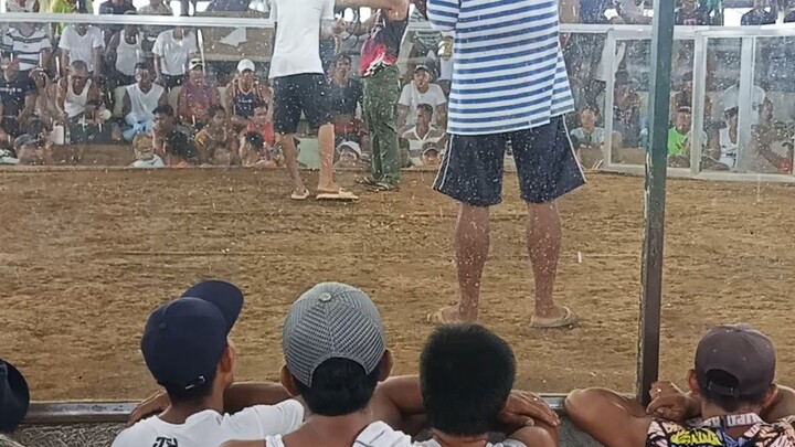 4years, pan champion