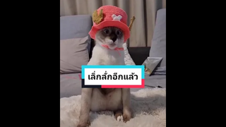 โตเกียวเป็นแมวตลก