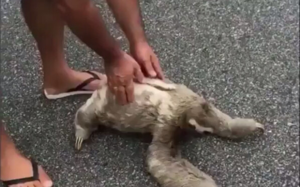 สัตว์สามารถสัมผัสถึงความเมตตาของมนุษย์ที่มีต่อพวกมันได้