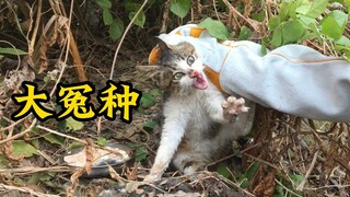 大冤种《一只野猫三个月的变化》