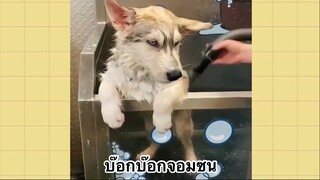 เพื่อนตัวน้อยแสนซน : บ๊อกบ๊อกจอมซน