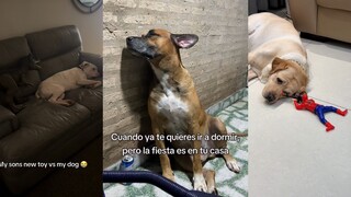 At this moment, the dog's heart is breaking...