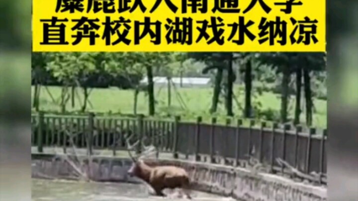 Xe nhẹ đường quen, “hươu” đã thuộc.