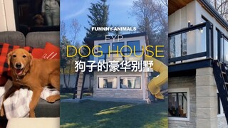 Anjing punya vila dua lantai