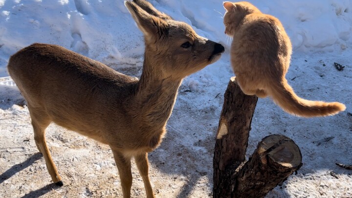 A "flowerless deer" came to pet the cat, and then begged for a piece of corn.