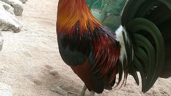 2×winner na manga idol wlang sugat² Ito 🐓