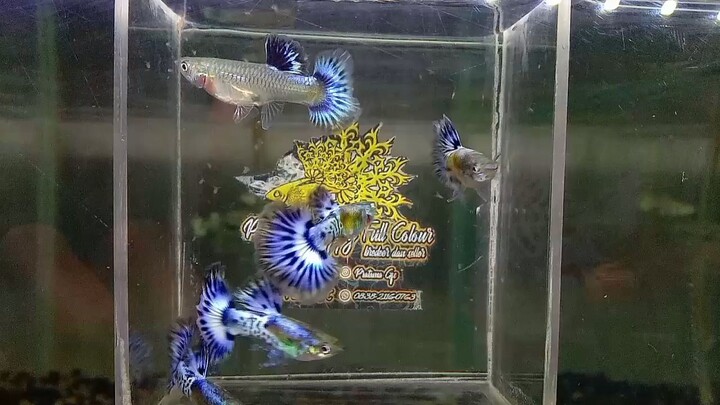 Guppy " Metal Snakeskin Blue Ivory