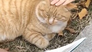 "นี่หรือวิธีที่คุณปฏิบัติกับแมวอาวุโส?"