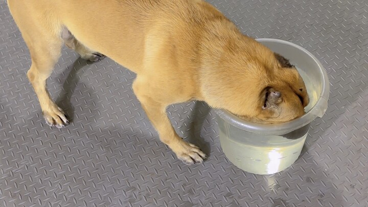 พรสวรรค์จากฟ้า