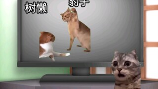 【猫meme】小时候外公说他要给动物世界的豹子打电话的故事