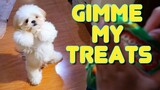 Cute Shih Tzu Puppy's Patience or Lack of It Paid off and Gets His Treat