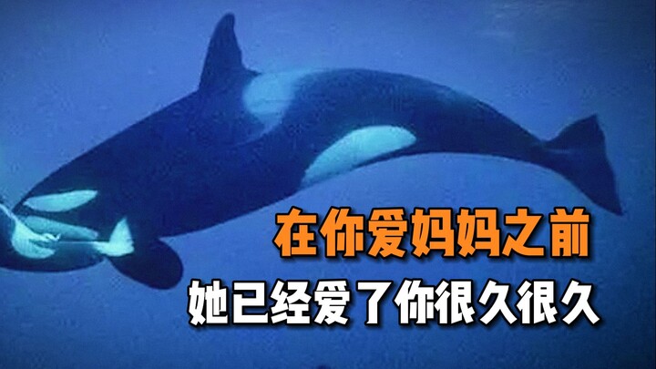 “Dù xa đến đâu, mẹ cũng sẽ dẫn con đi ngắm nhìn đại dương mà con chưa từng thấy…”
