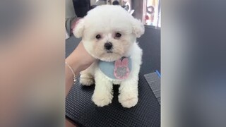 Bé Poodle trắng cute tìm nhà mới dcgr petonesaigon tuitienpet