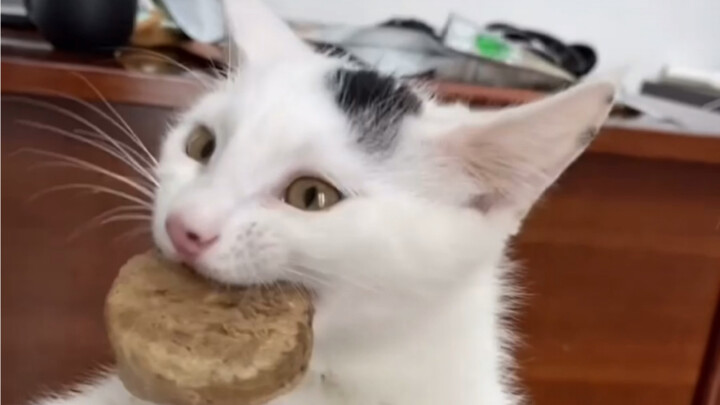 一撮黑一天工资就一个猫条，竟然抢着吃了一个鸵鸟饼，这个月工资一天花光了。