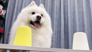 A magic show for my Samoyed dog