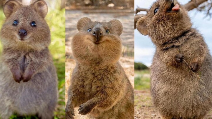 【Short-tailed Rock-wallaby】You must be happy!