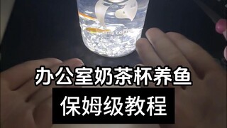 A Step-by-Step Guide to Raising Fish in an Office Milk Tea Cup