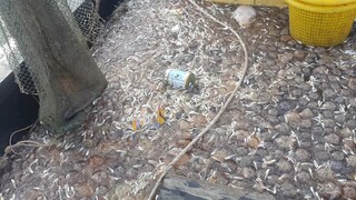 Đánh bắt cá cơm ''Vất Vả'' khi đụng độ hàng ngàn con sứa trên biển | Ngư Dân Miền Tây