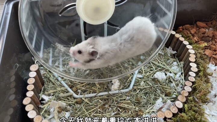 Fat Bear Guide | How to Raise a Plump Golden Syrian Hamster