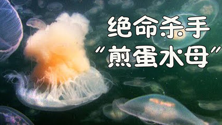 【BBC】แมงกะพรุนไข่ดาว